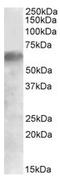 Interferon Regulatory Factor 2 Binding Protein 1 antibody, AP23663PU-N, Origene, Western Blot image 
