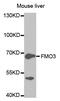Dimethylaniline monooxygenase [N-oxide-forming] 3 antibody, MBS126895, MyBioSource, Western Blot image 