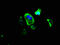 Protocadherin-20 antibody, LS-C399483, Lifespan Biosciences, Immunofluorescence image 
