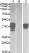 POU domain class 2-associating factor 1 antibody, LS-B8331, Lifespan Biosciences, Western Blot image 