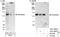 C2 Calcium Dependent Domain Containing 5 antibody, A301-469A, Bethyl Labs, Immunoprecipitation image 