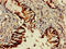 Granzyme M antibody, LS-C678167, Lifespan Biosciences, Immunohistochemistry paraffin image 
