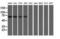 Carnosine N-Methyltransferase 1 antibody, NBP2-02664, Novus Biologicals, Western Blot image 