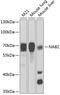 NGFI-A-binding protein 2 antibody, GTX33342, GeneTex, Western Blot image 