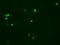DNA repair protein XRCC1 antibody, TA500847, Origene, Immunofluorescence image 