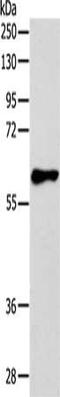 5-Hydroxytryptamine Receptor 3A antibody, CSB-PA107614, Cusabio, Western Blot image 