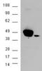 Mitogen-activated protein kinase 3 antibody, LS-C20155, Lifespan Biosciences, Western Blot image 