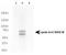 Lamin A/C antibody, TA309732, Origene, Western Blot image 