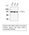 HIF-2-alpha antibody, STJ96690, St John