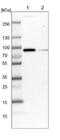 Apical Junction Component 1 Homolog antibody, NBP1-90935, Novus Biologicals, Western Blot image 