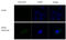 Influenza virus antibody, GTX629750, GeneTex, Immunocytochemistry image 