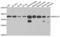 NADH:Ubiquinone Oxidoreductase Subunit A9 antibody, LS-C332418, Lifespan Biosciences, Western Blot image 
