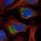 Mitochondrial Ribosomal Protein L28 antibody, NBP2-38760, Novus Biologicals, Immunocytochemistry image 