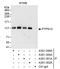Protein Tyrosine Phosphatase Non-Receptor Type 12 antibody, A301-301A, Bethyl Labs, Immunoprecipitation image 