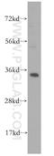 Mitochondrial Ribosomal Protein L1 antibody, 16254-1-AP, Proteintech Group, Western Blot image 