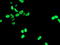 Homeobox C11 antibody, TA502571, Origene, Immunofluorescence image 