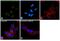 Galactosamine (N-Acetyl)-6-Sulfatase antibody, PA5-22098, Invitrogen Antibodies, Immunofluorescence image 