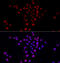 Phosphatidylinositol 4-kinase type 2-alpha antibody, 22-754, ProSci, Immunofluorescence image 