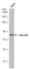 Golgin A5 antibody, GTX633810, GeneTex, Western Blot image 