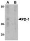 hPD-1 antibody, TA319692, Origene, Western Blot image 