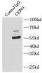 Centrosomal Protein 63 antibody, FNab01606, FineTest, Immunoprecipitation image 