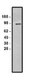 Solute Carrier Family 9 Member A1 antibody, orb109394, Biorbyt, Western Blot image 