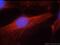 Mitogen-Activated Protein Kinase 9 antibody, 51153-1-AP, Proteintech Group, Immunofluorescence image 