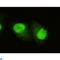 Lysine-specific demethylase 5C antibody, LS-C813124, Lifespan Biosciences, Immunofluorescence image 