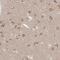 Neudesin antibody, HPA028488, Atlas Antibodies, Immunohistochemistry frozen image 