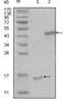 Presenilin Associated Rhomboid Like antibody, NBP1-51546, Novus Biologicals, Western Blot image 