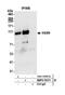Vasorin antibody, NBP2-76371, Novus Biologicals, Western Blot image 
