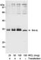 BCL2 Like 1 antibody, A300-284A, Bethyl Labs, Western Blot image 