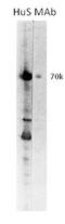 Sideroflexin 1 antibody, TA352903L, Origene, Western Blot image 