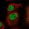 Kelch Like Family Member 17 antibody, HPA031251, Atlas Antibodies, Immunofluorescence image 