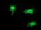 Syntrophin Gamma 1 antibody, NBP2-03455, Novus Biologicals, Immunocytochemistry image 