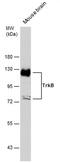 Neurotrophic Receptor Tyrosine Kinase 2 antibody, PA5-78405, Invitrogen Antibodies, Western Blot image 