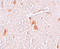 Protein shisa-9 antibody, A15169, Boster Biological Technology, Immunohistochemistry frozen image 