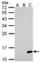 Japanese Encephalitis Virus antibody, PA5-32237, Invitrogen Antibodies, Western Blot image 