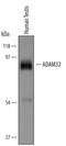 ADAM Metallopeptidase Domain 32 antibody, PA5-47731, Invitrogen Antibodies, Western Blot image 
