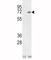 X-Ray Repair Cross Complementing 6 antibody, F49857-0.4ML, NSJ Bioreagents, Western Blot image 