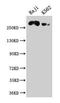 Serine/threonine-protein kinase ATR antibody, CSB-PA622666LA01HU, Cusabio, Western Blot image 