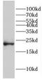 EP300 Interacting Inhibitor Of Differentiation 1 antibody, FNab02681, FineTest, Western Blot image 