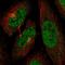 Cyclin Dependent Kinase 13 antibody, NBP2-34123, Novus Biologicals, Immunocytochemistry image 