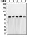 Nuclear RNA Export Factor 1 antibody, orb214996, Biorbyt, Western Blot image 