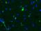 Vimentin antibody, GTX30668, GeneTex, Immunohistochemistry frozen image 