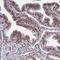 Homeobox protein Hox-A4 antibody, HPA060088, Atlas Antibodies, Immunohistochemistry frozen image 