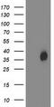 Haloacid Dehalogenase Like Hydrolase Domain Containing 2 antibody, TA502845S, Origene, Western Blot image 