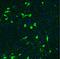 Choline acetyltransferase antibody, NBP2-46620, Novus Biologicals, Immunohistochemistry frozen image 