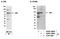 Glucocorticoid receptor antibody, A303-388A, Bethyl Labs, Immunoprecipitation image 