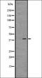 G Protein-Coupled Receptor 52 antibody, orb335560, Biorbyt, Western Blot image 
